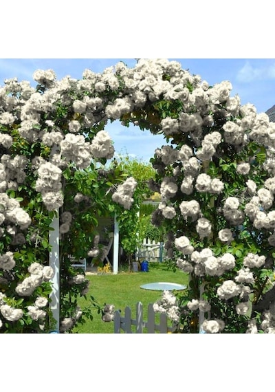 Yediveren Tüplü Kokulu White Quen Sarmaşık Gül Fidanı