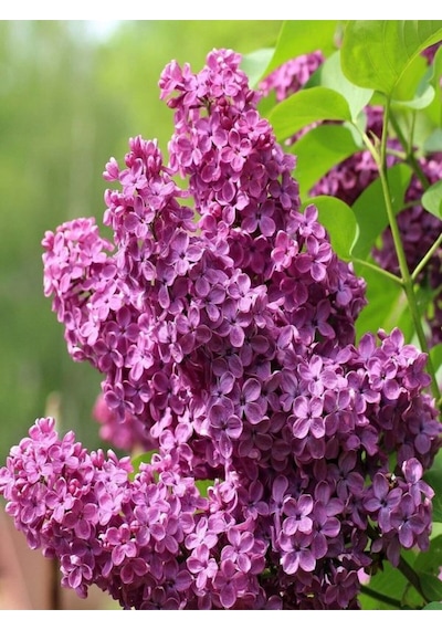 Videolu Pembe 1 Adet Leylak Çiçeği Fidanı 80-160cm Saksılı Lilac Flower