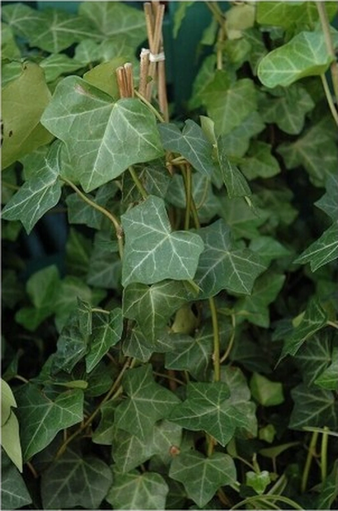 Duvar Sarmaşığı Hedera Helix Kaya Sarmaşığı Fidanı 10-20 Cm