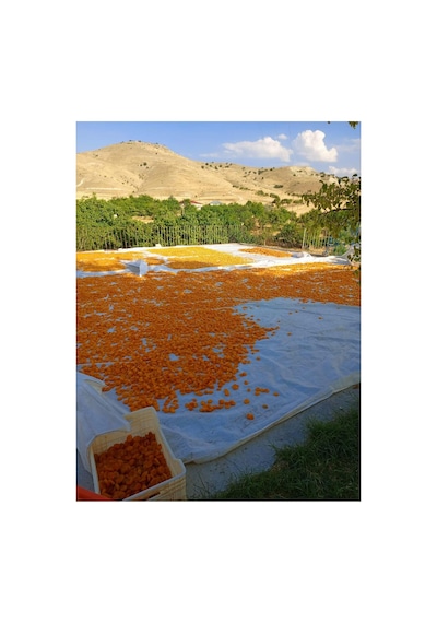 Organik Kayısı Kurusu 1 Kg Diğer