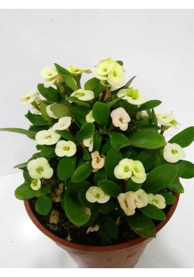 Çok Avantajlı Beyaz Dikenler Tacı Euphorbia Milii