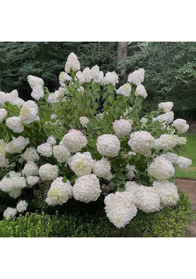 Soğuklara Dayanıklı Hydrangea Anomala Silver Dollar Ortanca Fidanı