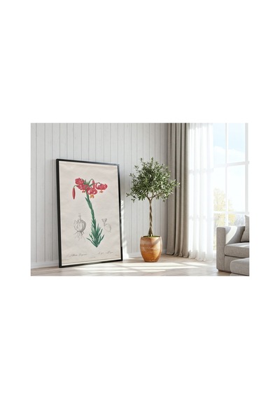 Botanik Sarık Zambağı Les Liliacées Çerçevesiz Poster 21x30 Cm A4 Botanik Doğa Tarihi Duvar Dekoru