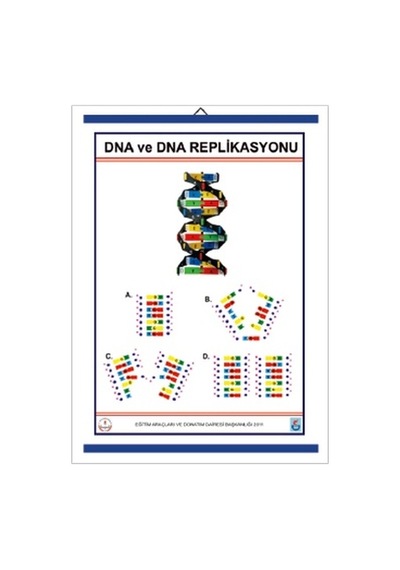 Dna Ve Dna Replikasyonu  Levhası
