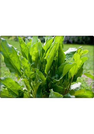Kuzukulağı Ekşiot Tohumu 5 GR