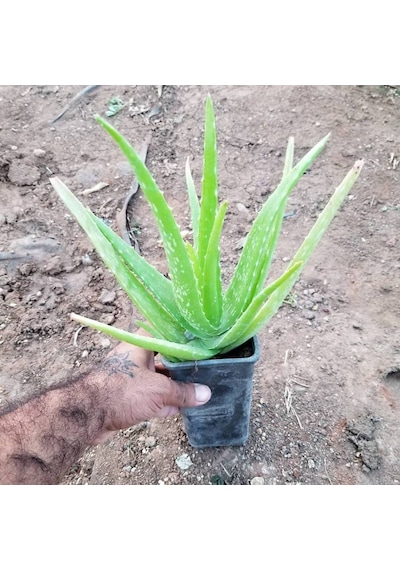 Tüketilebilir Aloevera  Küçük Boy  Torbada 4753