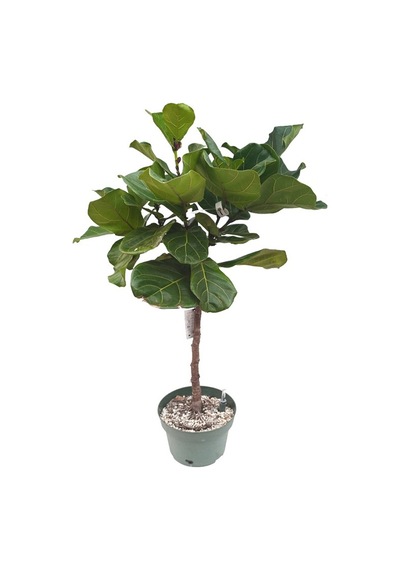 Ficus Lyrata Tijli (26 Cm Saksıda)