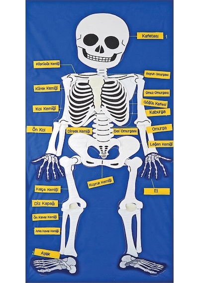 Cırtlı İskelet Pano 47x92 cm