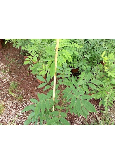 Mor Salkım 'wisteria Sinensis' / 100-120 Cm Sarılıcı Çiçekli Bitki