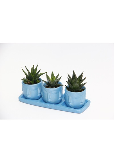 Trio Mavi Adler Sukulent Seti - 3 Çeşit Haworthia