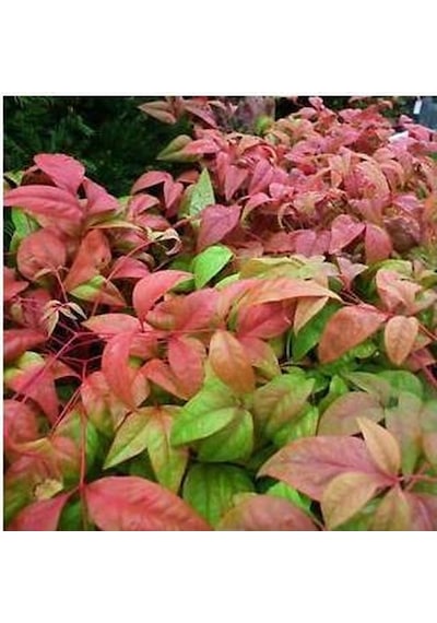 Cennet Bambusu 3 Adet - Nandina Domestica