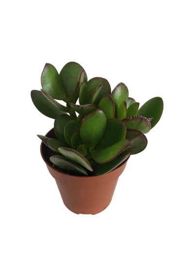 Crassula Ovata - Para Bitkisi 8,5 Luk