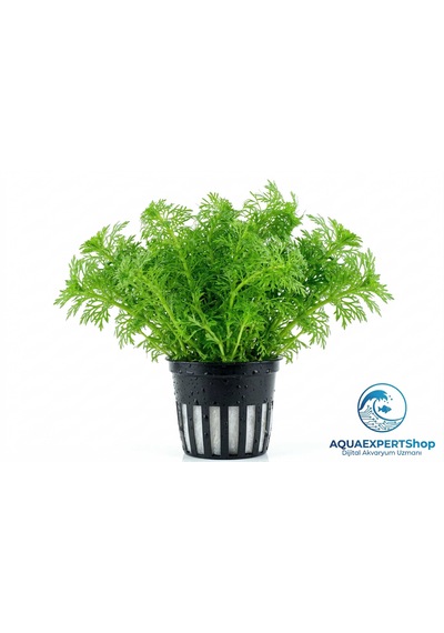 Aqua Expert Kolay Akvaryum Bitkisi - Limophila Sessiliflora Ambulia - Saksılı - 5 Dal