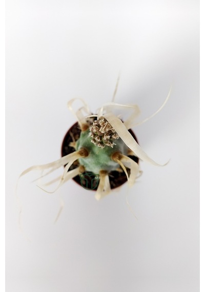 Tephrocactus Articulatus var. Papiracantus Kağıt Omurga Kaktüsü