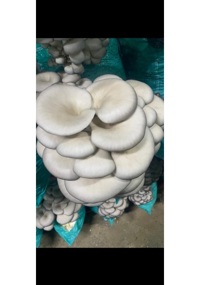 500 Gram İstiridye Mantar Tohumu 1 adet