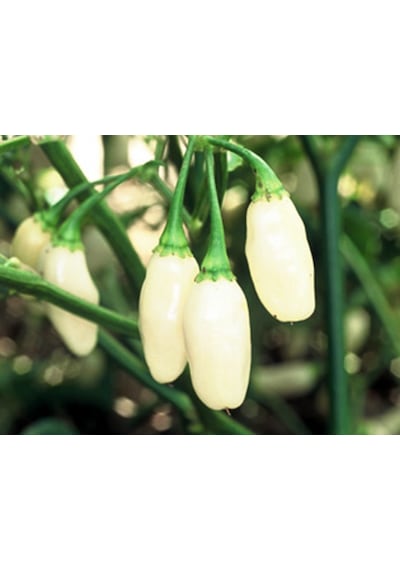 10+ Beyaz Habanero Dünyanın En Acı Biber Tohumu