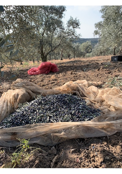 Bahçe Piladar Olgun Hasat Natürel Sızma Zeytinyağı 2 Lt Teneke 2025-2026 Hasat