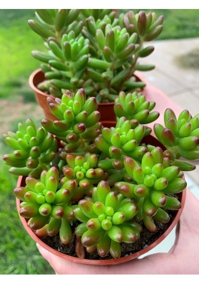 Sedum Rubrotinctum Jelibon Sukulent 180 Adet