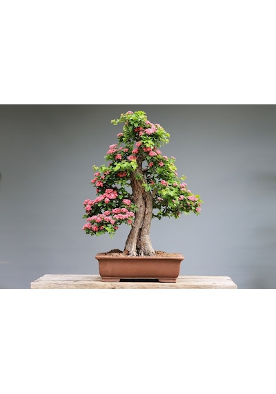 Pembe Gül Bonzai Ağacı Tohumu 5 Tohum + Tohum