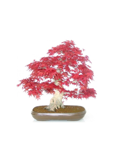 Bodur Bonsai Acer Rubrum Ağacı Tohumu Kırmızı Akçaağaç Tohumu 5 Adet Tohum..