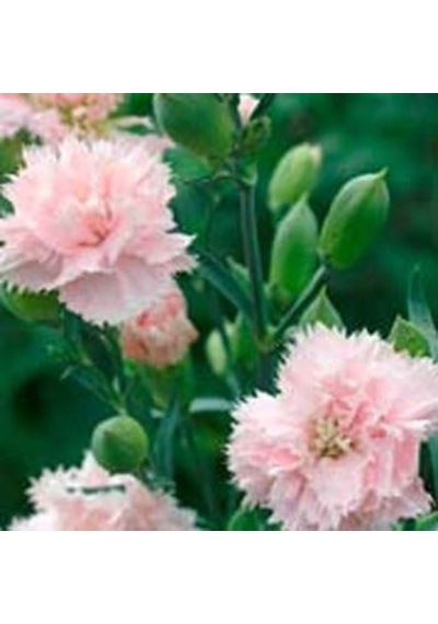 Soft Pembe La France Karanfil Çiçeği Tohumu 25 Tohum