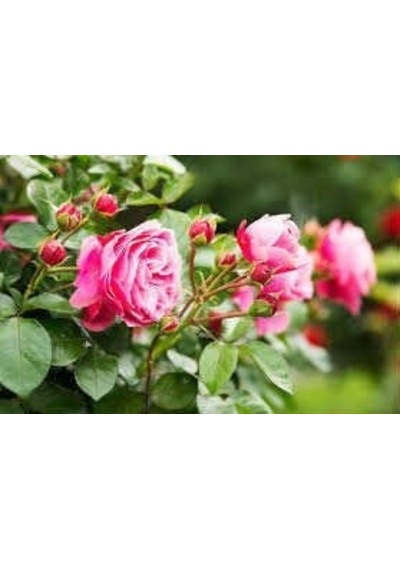 Minyatür Gül Fidanı Pembe - 10 Adet