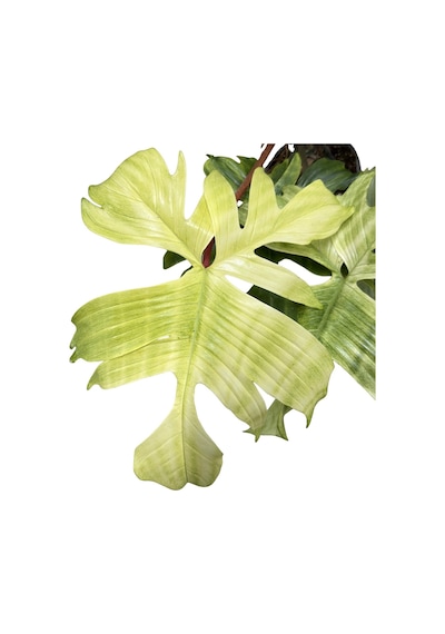 Philodendron 'florida Ghost'