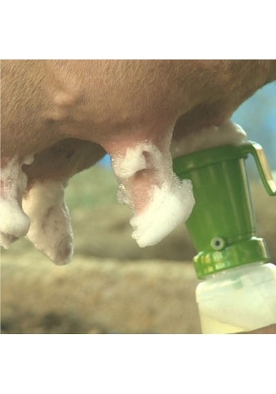Royal Masdisin Teat Foam Sağım Öncesi Bakım 20 Lt