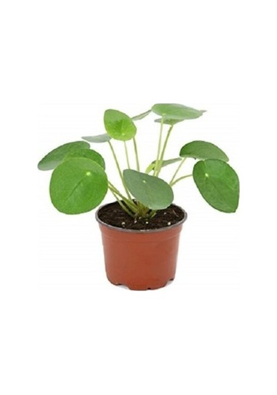 Çin Para Bitkisi Ev Ofis Salon Bitkisi 10-20 Cm