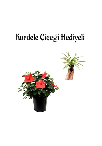 Kadınlar Gününe Özel Kırmızı Japon Gülü Hibiscus Rosa Kurdele Çiçeği Hediyeli