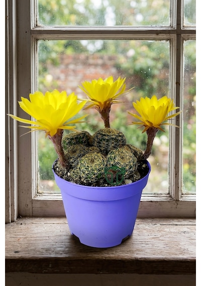 Lobivia Arachnacantha Bol Yavrulu Çiçek Açan Kaktüs 8.5 Cm Saksıda