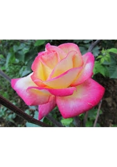 Ebruli Saksılı Gül Fidanı 10-30 Cm