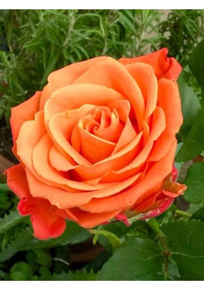 Ponpon Yediveren Turuncu 60 80 Cm Saksılı 2 Adet Aşılı Gül Fidanı Orange Rose