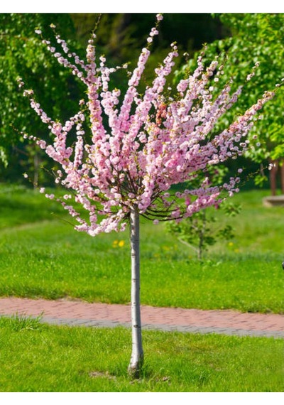 Pembe Leylak Çiçeği Fidanı 60 80 Cm 1 Adet Saksılı/tüplü Dış Mekan Bitkisi Syringa Vulgaris