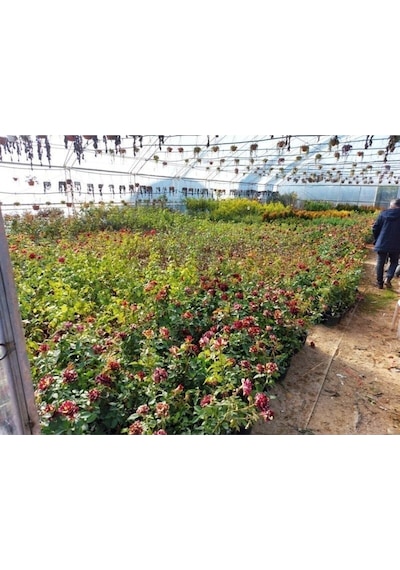 Yediveren Pembe 50-90 Cm Saksılı Aşılı Gül Pink Rose