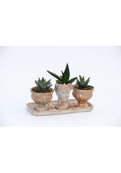 Trio Helen Orange Sukulent Seti - Haworthia Pumila. Aloe Ferox