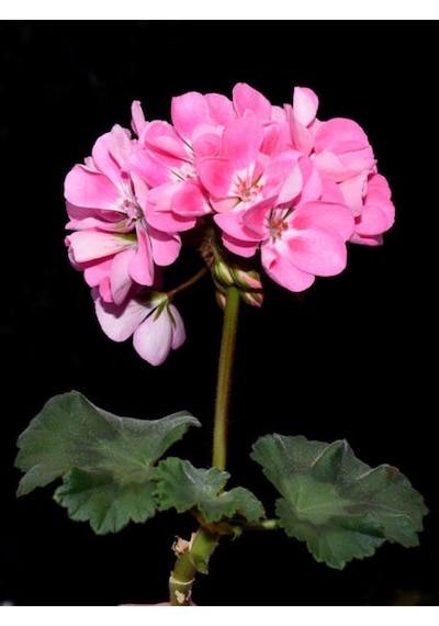 Videolu 2'li Karışık Renk Özel Sardunya Fidesi 10-20 Cm Tüplü Çiçekli Bodur Bitkiler Geranium
