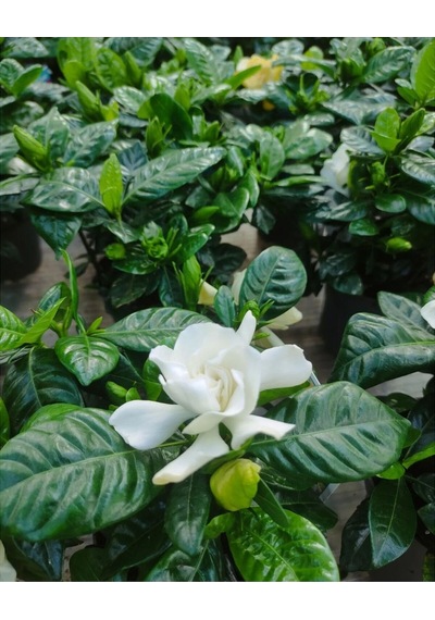 Videolu 1 Adet Çiçekli Müthiş Kokulu Gardenya Çiçeği 20-35 Cm Saksılı Iç Mekan Bitkileri Gardenia