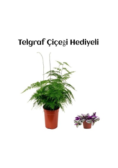 Tül Kuşkonmaz Çiçeği Sevgililer Gününe Özel