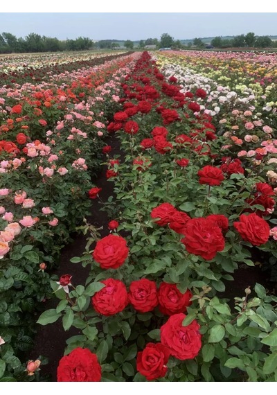 Dream Roses Gül Fidanı Abraham Derby 146353281