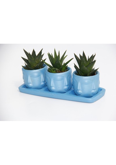 Trio Mavi Adler Sukulent Seti - Haworthia Limifolia. Rigida