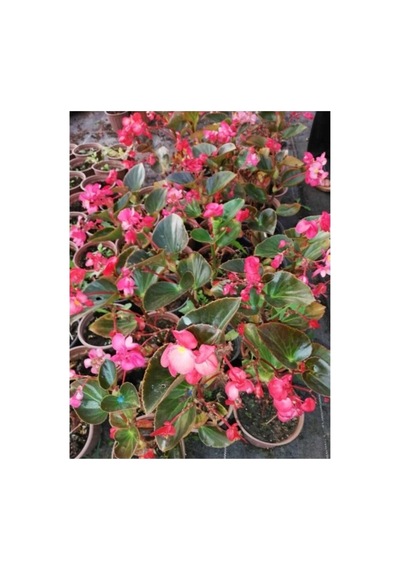 Pembe Yağlı Begonya Çiçeği Begonia Thurstonii 10-20 Cm