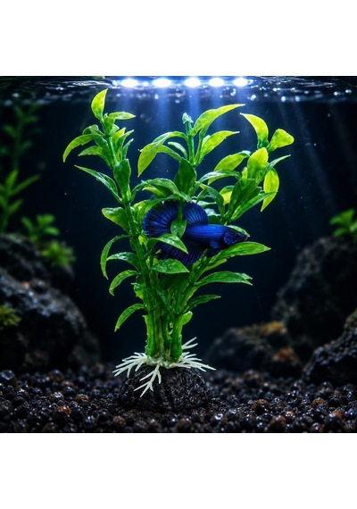 Zeytin Dalı Zeytin Dalı Diğer