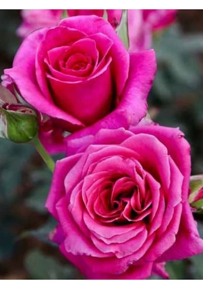 Yediveren Yoğun Kokulu 30 50 Cm 2 Adet Aşılı Gül Rose