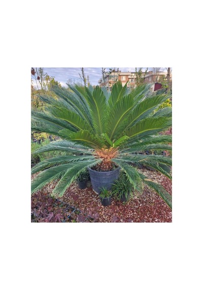 Sikas-cycas Canlı Bitki