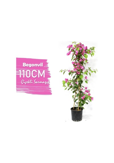 Begonvil Çiçeği Bitkisi Pembe 110 Cm