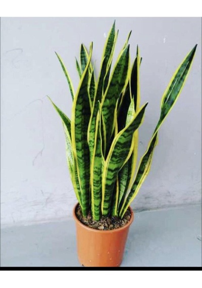 Sanseveria Kılıç Çiçeği Canlı Topraklı Bitki