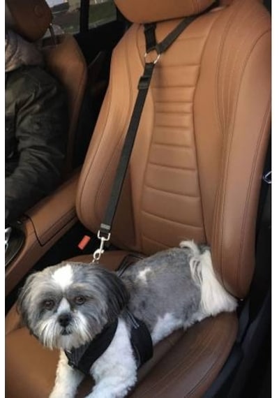 Araç Araba Köpek Kedi Emniyet Kemeri Tasması Oto Aksesuarı Evcil Siyah