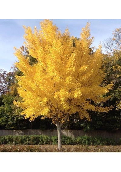 Mabet Ağacı Fidanı Ginkgo Biloba - 1-2 Yaşında Dayanıklı Ve Şif