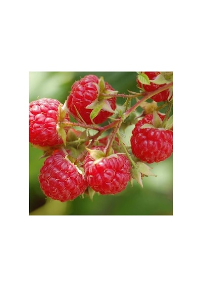 Wilamette Ahududu Frambuaz Fidanı 10-20 Cm